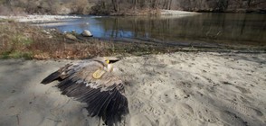 Еколози: Край Кресна застрашени птици умират заради отрови