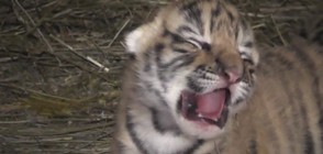 Три амурски тигърчета са родени в зоопарк в Крим (ВИДЕО)