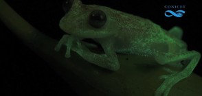 Откриха първата в света светеща жаба (ВИДЕО)