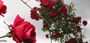 Засаждат 1000 рози в Борисовата градина