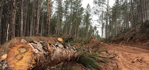 Секачи унищожиха 180 декара гора край София (ВИДЕО+СНИМКИ)