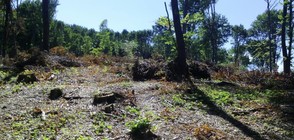 Сезират прокуратурата за незаконна сеч в огромни размери