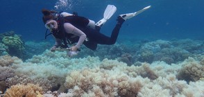 СЛЕД ЦИКЛОНА „ДЕБИ”: Щети по Големия бариерен риф (ВИДЕО)
