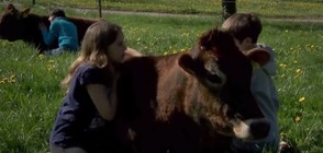 НОВА УСЛУГА В ШВЕЙЦАРИЯ: Прегръдка от крава за справяне със стреса (ВИДЕО)