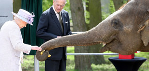Кралица Елизабет нахрани слон (ВИДЕО+СНИМКИ)