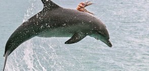 Октопод "възседна" делфин (СНИМКИ)