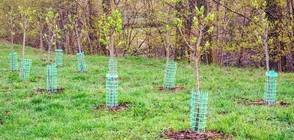 Засадиха 3 хиляди нови дръвчета в Западния парк на София (ВИДЕО)