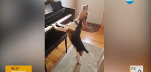 Куче пее и свири на пиано (ВИДЕО)