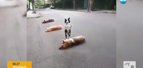 Куче прескача други кучета (ВИДЕО)