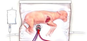 РЕВОЛЮЦИОННО: Отгледаха агнешки ембрион в найлонова торбичка (ВИДЕО)