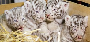 Четири бели тигърчета се родиха в австрийски зоопарк (ВИДЕО+СНИМКИ)