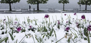Снежна красота в Швейцария (СНИМКИ)