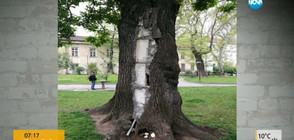 „Пълен абсурд”: Дърво с цимент и бетон