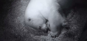 Показаха сладки бебета полярни мечета в парк в Австралия (ВИДЕО)