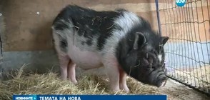 Какво се случва зад кулисите на цирка? (ВИДЕО)