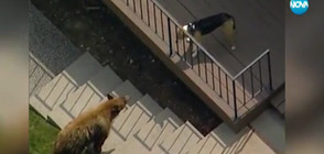 Куче изгони мечка от частен имот (ВИДЕО)