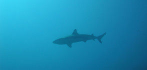 Бели акули в Калифорния предизвикаха тревога (ВИДЕО)