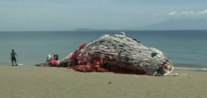 Направиха скулптура на мъртъв кит от пластмасови боклуци (ВИДЕО+СНИМКИ)