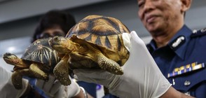 Спасиха 330 застрашени костенурки от контрабанда (ВИДЕО+СНИМКИ)