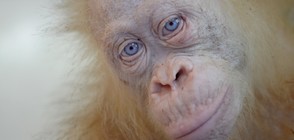 Избраха име на спасения орангутан албинос