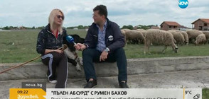 „Пълен абсурд”: Следователка от Молдова пасе овце в пловдивско село