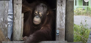 Спасиха орангутан, прекарал 2 години в малка кутия (ВИДЕО)