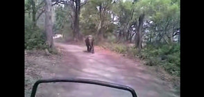 Слон подгони група туристи в индийски парк (ВИДЕО)