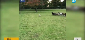 „Глутница” овце подгони куче, което трябва да ги пази