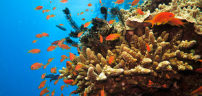 Австралия дава половин милиард долара, за да възстанови Големия бариерен риф
