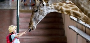 Зоопаркът, в който посетителите хранят жирафите (ГАЛЕРИЯ)