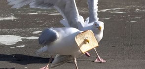 Чайка заклещи клюна си във филия хляб (СНИМКИ)