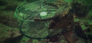 Октопод открадна улова на рибар (ВИДЕО)