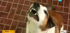 Забавно от мрежата: Кучета казват "I love you" (ВИДЕО)