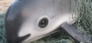 Лео ди Каприо ще помага за опазването на застрашен вид морски свине