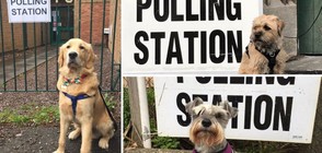 Кучета и котки – хит на изборите във Великобритания (СНИМКИ)