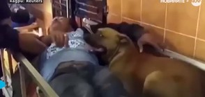 Кучета придружиха стопанина си в болницата (ВИДЕО)
