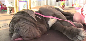 56-килограмов мастиф - най-грозното куче в света (ВИДЕО)