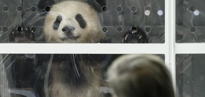 ПУХКАВИ ГОСТИ: Берлин приветства две панди, наети от Китай (СНИМКИ)