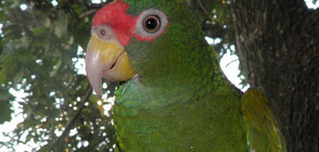 Нов вид папагали бе открит в Мексико