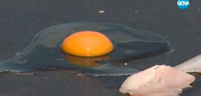 ЕКСПЕРИМЕНТ: Да изпържиш яйца и бекон върху метална дига във Видин (ВИДЕО)