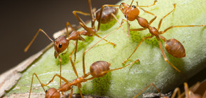 В Япония проверяват пристанищата за опасни огнени мравки