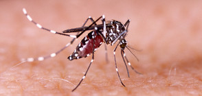 Експеримент на NOVA: Действат ли средствата срещу комари?