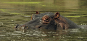 Най-възрастният хипопотам в света почина на 65 години