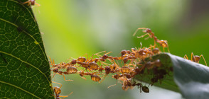 Мравките могат да градят кули с телата си