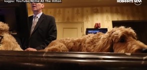 Куче стана портиер в хотел (ВИДЕО)