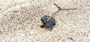 Морето изхвърли топчета мазут на брега на къмпинг „Градина” (ВИДЕО+СНИМКА)