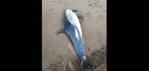 Спасиха делфин, затънал на плаж в Уелс (ВИДЕО)