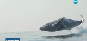 УНИКАЛНИ КАДРИ: Заснеха как 40-тонен кит изскача от водата (ВИДЕО)