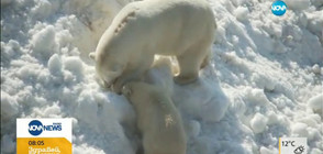 Полярните мечки се радват на изненадващ сняг (ВИДЕО)