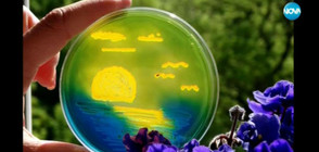 АВАНГАРДНО ИЗКУСТВО: Лаборантки рисуват картини с бактерии (ВИДЕО)